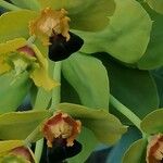 Euphorbia rigida Flower