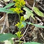 Solidago caesia Цвят