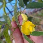 Cajanus cajan Flower