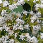 Ageratina aristei Květ