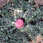 Cirsium acaulon फूल