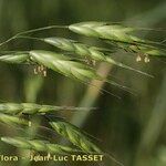 Bromus commutatus Other