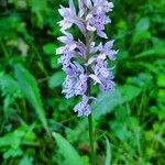 Dactylorhiza fuchsiiFlower