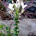 Cleome gynandra অভ্যাস