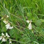 Lathyrus pannonicus Habitat