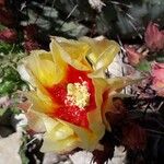 Opuntia macrocentra Floare
