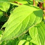 Cornus sericea Leaf