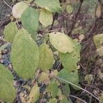 Lonicera maackii Feuille