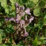 Orobanche purpurea Flower