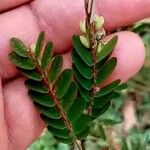 Indigofera brevicalyx Leaf