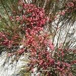 Ephedra distachya Fruit