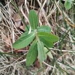Euphorbia dulcis Hoja