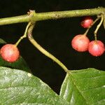 Siparuna thecaphora Fruit