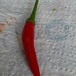 Capsicum frutescensFrugt