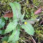 Sonchus asper Leaf