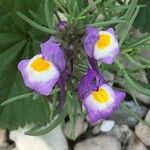 Linaria haelava Цветок