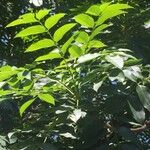 Ekebergia capensis Φύλλο