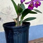 Cattleya trianae 花