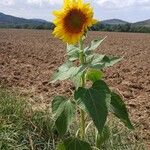 Helianthus annuus Habit