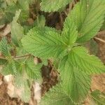 Lantana trifolia Leaf