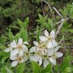 Pyrus spinosaFloare