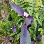 Tradescantia pallidaফুল