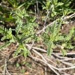 Chamaebatiaria millefolium Leaf