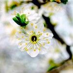 Prunus avium Flower