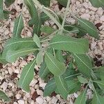 Salvia apiana Blatt