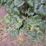 Farfugium japonicum Fuelha