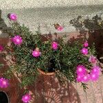 Delosperma cooperiBlüte