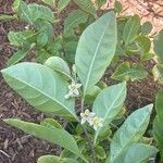 Solanum diphyllum Kwiat