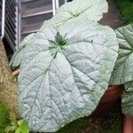 Begonia spp. Leaf