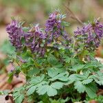 Corydalis solida Folha