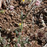 Chorizanthe membranacea Hábito