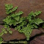 Allosorus tinaei Leaf