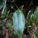 Elaphoglossum hybridum