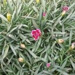 Dianthus caryophyllusFlower