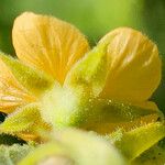 Sida cordifolia Flower