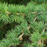 Larix kaempferi Blad