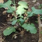 Brassica oleracea Φύλλο