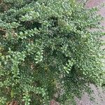 Ilex crenata 形態