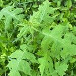 Polymnia canadensis Leaf