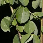 Crotalaria incana Leaf