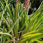 Aechmea distichantha Leaf