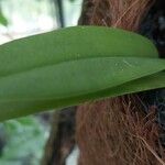 Maxillaria rufescens Leaf