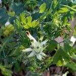 Fumaria capreolata Flower