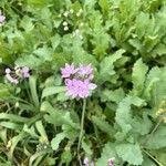Allium unifolium Blüte