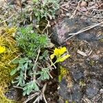 Draba paysonii