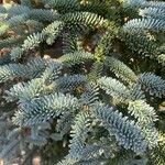 Abies procera Листок